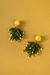 Aros topical verdes