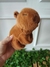 Agarradinho Capivara na internet