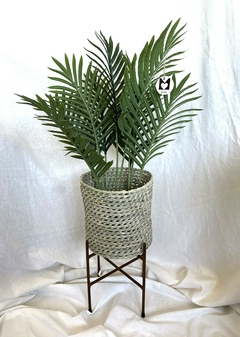 Palmera areca chica 60 cm - comprar online