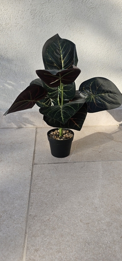 Alocacia 35 cm en internet