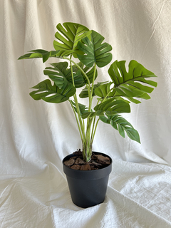 Monstera pequeña