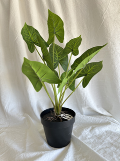 Monstera pequeña - comprar online