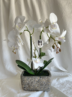 Orquidea blanca doble con maceta