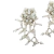 Brinco Ear - Bijou Box