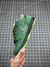 Nike SB Dunk Low × Concepts na internet