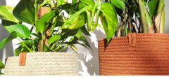 Banner da categoria Cachepôs
