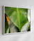 Quadro Decorativo Bananeiras 17 - comprar online
