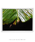 Quadro Decorativo Bananeiras 07 - Galeria Fernanda Marcondes | Quadros Decorativos