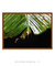 Quadro Decorativo Bananeiras 07 - comprar online