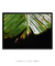 Quadro Decorativo Bananeiras 07 - Galeria Fernanda Marcondes | Quadros Decorativos