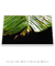 Quadro Decorativo Bananeiras 07