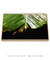 Quadro Decorativo Bananeiras 07 - comprar online