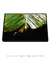 Quadro Decorativo Bananeiras 07 - Galeria Fernanda Marcondes | Quadros Decorativos