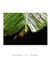 Quadro Decorativo Bananeiras 07 - loja online
