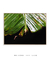 Quadro Decorativo Bananeiras 07
