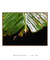 Quadro Decorativo Bananeiras 07 na internet
