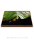 Quadro Decorativo Bananeiras 07 - Galeria Fernanda Marcondes | Quadros Decorativos
