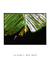 Quadro Decorativo Bananeiras 07 - loja online