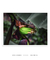 Quadro Decorativo Bananeiras 09 - loja online