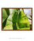 Quadro Decorativo Bananeiras 15 - comprar online