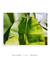 Quadro Decorativo Bananeiras 15 - loja online