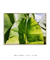 Quadro Decorativo Bananeiras 15