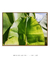 Quadro Decorativo Bananeiras 15 - comprar online