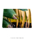 Imagem do Quadro Decorativo Bananeiras 16