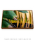 Quadro Decorativo Bananeiras 16 na internet