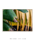 Quadro Decorativo Bananeiras 16