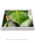 Quadro Decorativo Bananeiras 17 - loja online