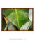 Quadro Decorativo Bananeiras 17 - comprar online