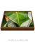 Quadro Decorativo Bananeiras 17 na internet