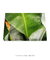 Imagem do Quadro Decorativo Bananeiras 17