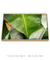 Quadro Decorativo Bananeiras 17 - comprar online