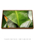 Quadro Decorativo Bananeiras 17 na internet