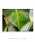Quadro Decorativo Bananeiras 17 - loja online