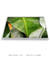 Imagem do Quadro Decorativo Bananeiras 17