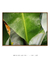 Quadro Decorativo Bananeiras 17 - comprar online