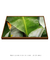 Quadro Decorativo Bananeiras 17 na internet