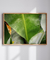 Quadro Decorativo Bananeiras 17