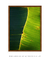 Quadro Decorativo Bananeiras 19 - comprar online