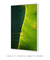 Quadro Decorativo Bananeiras 19