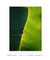 Quadro Decorativo Bananeiras 19 - loja online