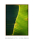 Quadro Decorativo Bananeiras 19 na internet