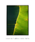 Quadro Decorativo Bananeiras 19 - loja online