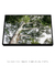 Quadro Decorativo Guarapuvu 03 - Galeria Fernanda Marcondes | Quadros Decorativos