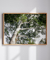 Quadro Decorativo Guarapuvu 03