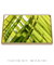Quadro Decorativo Palmeiras 12 - comprar online