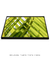 Quadro Decorativo Palmeiras 12 - loja online